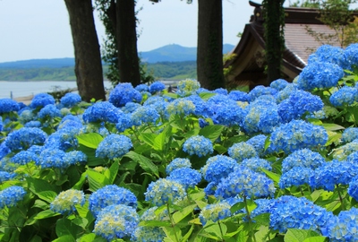 雲昌寺「あじさい寺」