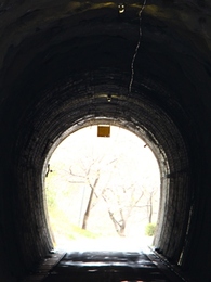 新城の河津桜
