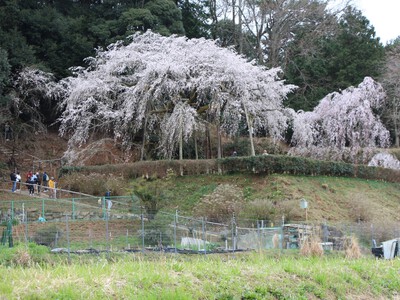 25年桜『奥山田のしだれ桜』
