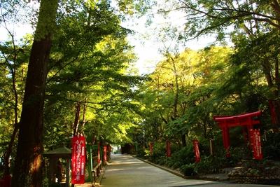 緑一色の境内