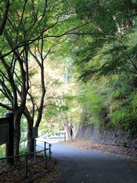 鳳来山紅葉