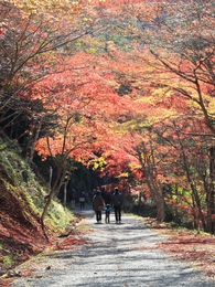 県民の森紅葉