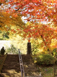 大洞院の紅葉