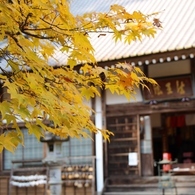 大洞院の紅葉