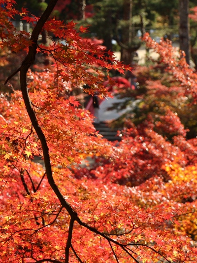 大洞院の紅葉