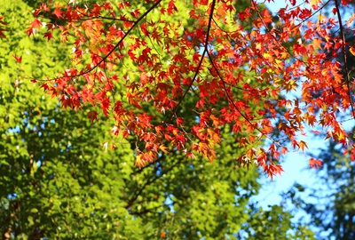 県民の森紅葉