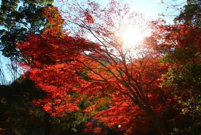 県民の森紅葉