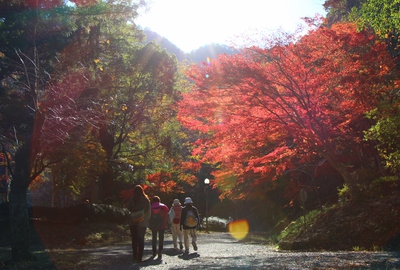 県民の森紅葉