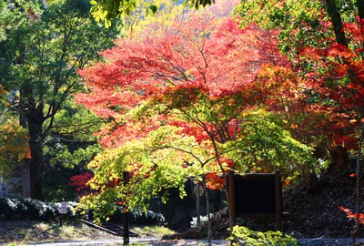 県民の森紅葉