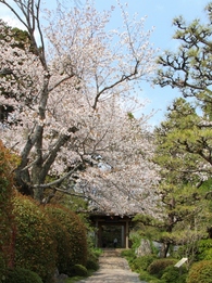 龍潭寺　桜13’