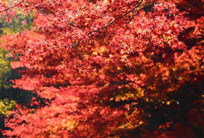 県民の森紅葉