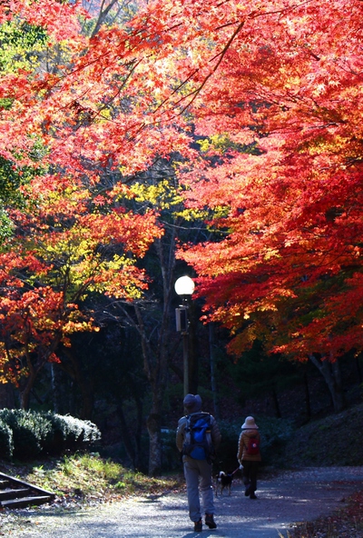 県民の森紅葉