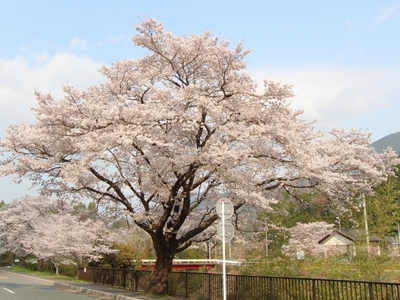 佐久間町堤　桜13’