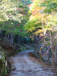 県民の森紅葉