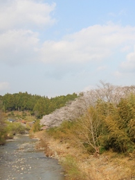 佐久間町堤　桜13’