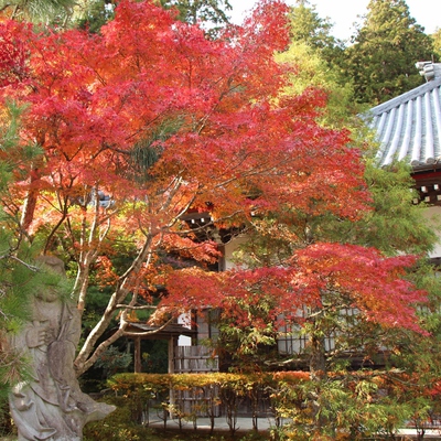 法泉寺の紅葉