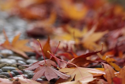 万葉の森紅葉