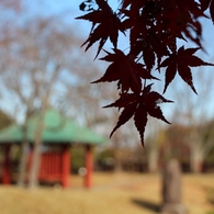 万葉の森紅葉