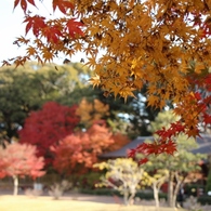 万葉の森紅葉