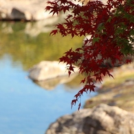 万葉の森紅葉