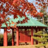 万葉の森紅葉