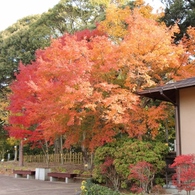万葉の森紅葉
