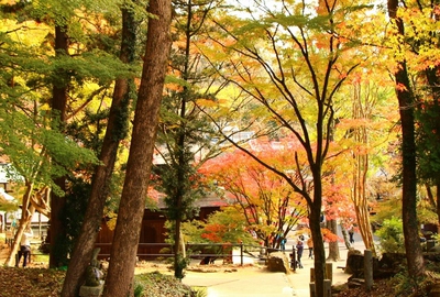 定光寺紅葉