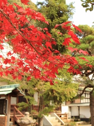 定光寺紅葉
