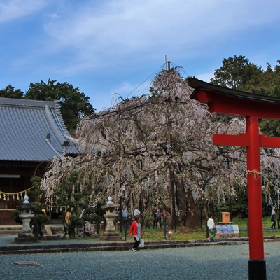 野依八幡社「枝垂れ桜」