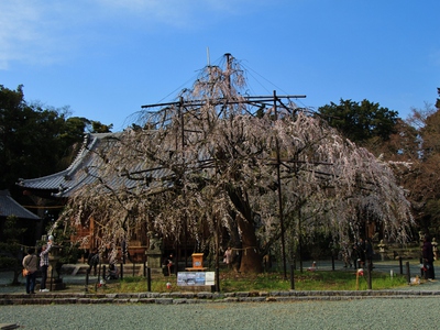 野依八幡社「枝垂れ桜」