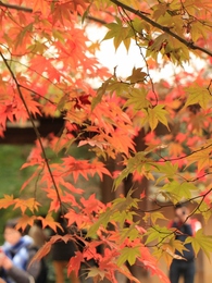 定光寺紅葉