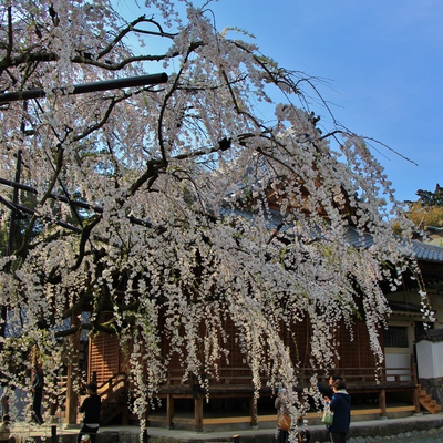 野依八幡社「枝垂れ桜」