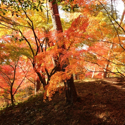 浜北森林公園