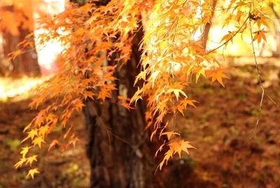森林公園続き