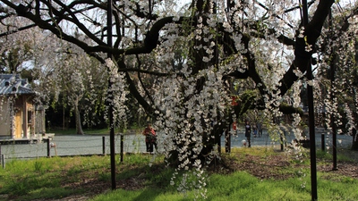野依八幡社「枝垂れ桜」