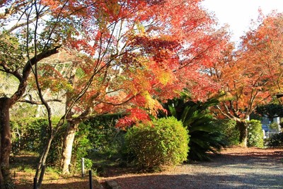 法泉寺の紅葉
