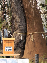 野依八幡社「枝垂れ桜」