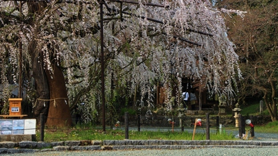 野依八幡社「枝垂れ桜」