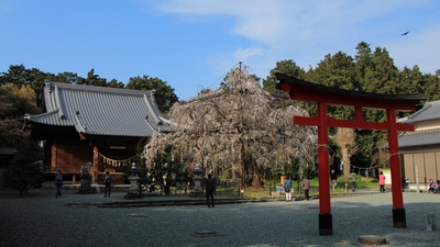 野依八幡社「枝垂れ桜」
