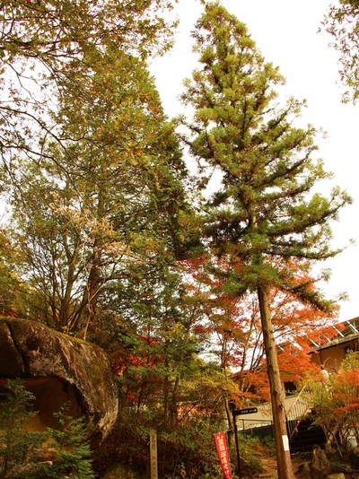 岩屋堂紅葉