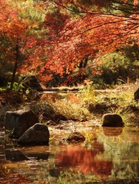 森林公園続き