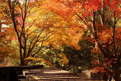 森林公園の太鼓橋