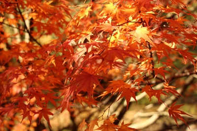 森林公園の太鼓橋
