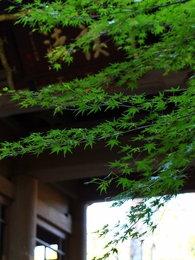 龍潭寺の紅葉