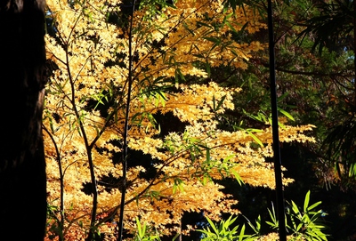 龍潭寺の紅葉