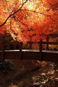 森林公園の太鼓橋