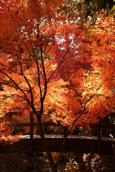 森林公園の太鼓橋