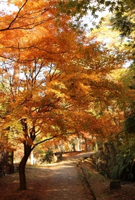 舞台と紅葉