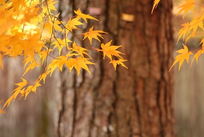 舞台と紅葉