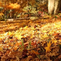 舞台と紅葉
